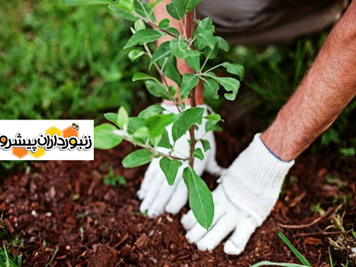 وزیر جهاد کشاورزی: شیوه آبیاری در طرح کاشت یک میلیارد درخت از محل آب سبز خواهد بود