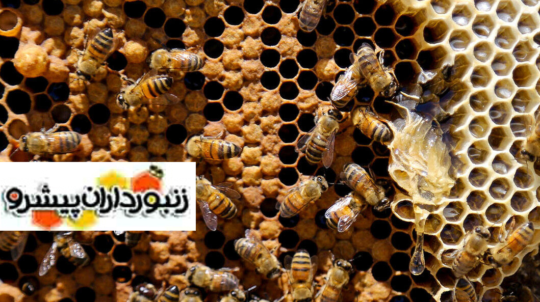 مجری طرح توسعه زنبورداری کشور: ۱۳۶ هزار تن عسل در کشور تولید شد