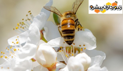 پروفسور پلامن پتروف: کشف 27 آفت کش در زنبورهای مرده بلغارستان