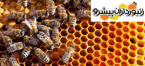 نخستین ایستگاه تولید ملکه زنبورعسل در استان بوشهر به بهره‌برداری رسید
