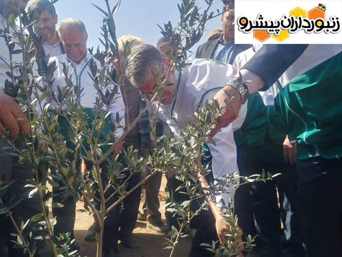 وزیر جهادکشاورزی: کاشت یک میلیارد درخت در کشور کلید خورد
