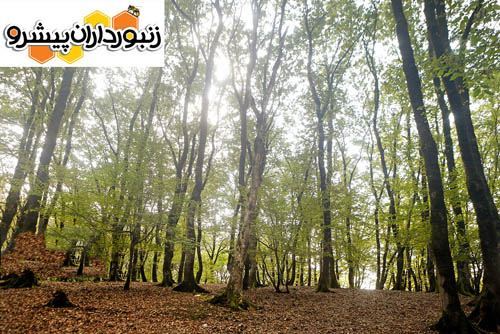 نرخ زنده‌مانی جنگل در ایران بیش از ۶۵ درصد است