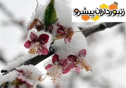 جهاد کشاورزی کرمانشاه نسبت به سرمازدگی در باغات هشدار داد