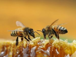 راهکارهایی برای مقابله با بیماری "نوزما" در زنبورستان‌ها