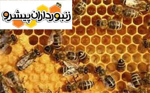 پرداخت ۱۷۰ میلیارد ریال تسهیلات از سوی صندوق حمایت از توسعه صنعت زنبورداری کشور