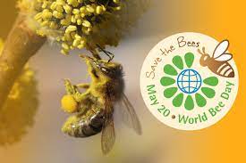 روز جهانی زنبور عسل/ فرصتی عالی برای ادای احترام زنبور عسل