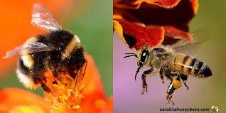زنبورهای عسل نسبت به زنبورهای بامبل به گل خود وفادارترند
