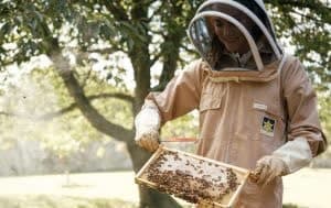 زنبورداری سلطنتی پرنسس ولز با لباس نگهبانی از کندوهای زنبور خود مراقبت می‌کند