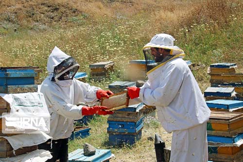 یک میلیارد و ۵۰۰ میلیون ریال تسهیلات به زنبورداران شهرستان نیر پرداخت شد