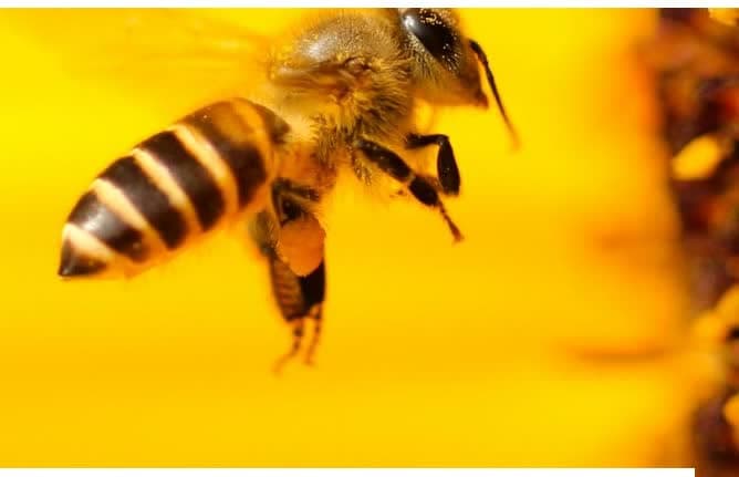 در برابر تهدیدهای خارجی / زنبورها از باکتریها کمک می‌گیرند