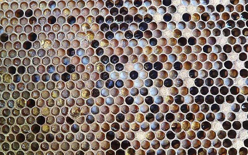 زنبورهای عسل نسبت به آنچه قبلاً تصور می‌شد در تغذیه انتخابی عمل می‌کنند