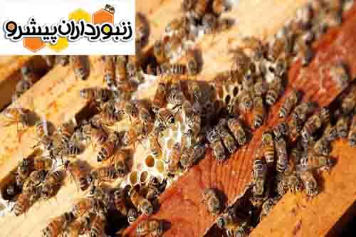 سرپرست مدیریت امور طیور و پرورش زنبور عسل جهاد کشاورزی همدان: تولید بیش از ۴ هزار تن عسل در همدان