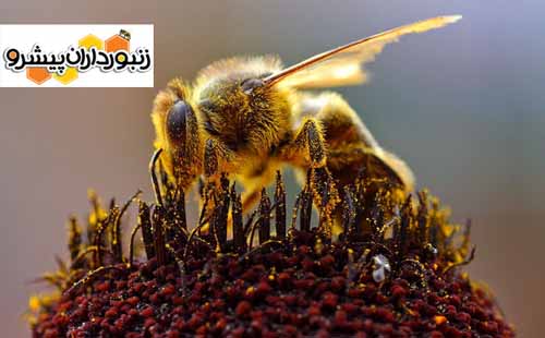 تغذیه مناسب زنبورها برای آمادگی آن‌ها برای فصل سرد؛ زنبوردارها بسته‌بندی کندوها را آغاز کنند