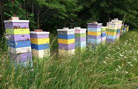 کمپین حمایت از زنبورها و کشاورزان/ عمار هاشمی