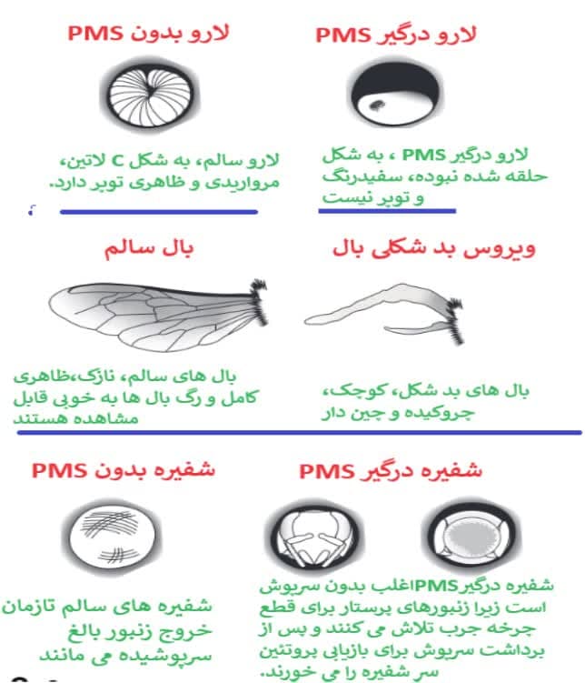 اطلاعیه همه گیری سندروم جرب انگلی (PMS)