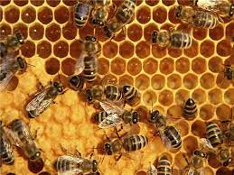 عمر زنبوران عسل می‌تواند نصف 50 سال پیش باشد/ عمار هاشمی