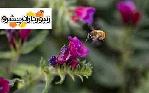 نخستین همایش ملی به‌نژادی گیاهان دارویی در کرمان گشایش یافت