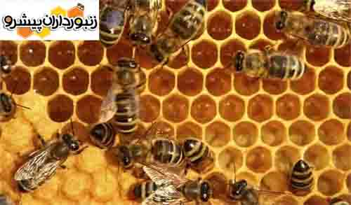 حسین اکبرپور، مجری طرح توسعه زنبورداری کشور:  پیش‌بینی ایجاد ۴۷ زنجیره ارزش محصولات زنبور عسل در برنامه هفتم توسعه