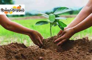 راه‌اندازی پویش و رزمایش‌های طرح کاشت یک میلیارد درخت در دهه فجر / عمار هاشمی