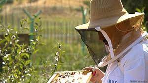 زنبورداران عربستان به کمک سازمان فائو تکنیک‌های پرورش ملکه را آموزش دیدند