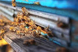 مواد بی اثر موجود در آفت کش‌ها ممکن است بیش از آنچه دانشمندان تصور می‌کردند برای زنبورها سمی باشند