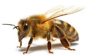 زندگی زنبورهای نر (Apis mellifera) / عمار هاشمی