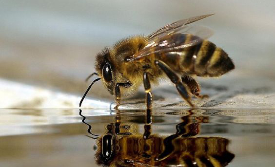زنبوران عسل آب را بو می‌کنند