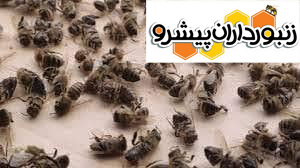 تلفات زنبوران عسل