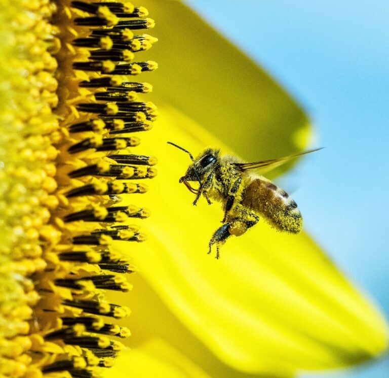 آئین روز جهانی زنبورعسل در ایران؛ زنبور‌ها در خطرند؛ تا می‌توانید گل بکارید