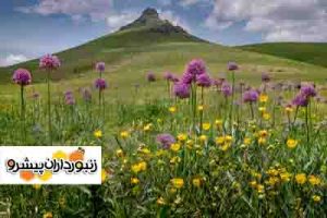 رتبه نخست خوزستان در تولید گیاهان دارویی کشور