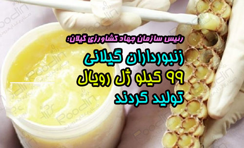 رئیس سازمان جهاد کشاورزی گیلان؛ تولید ۹۹ کیلو ژل رویال توسط زنبورداران گیلانی